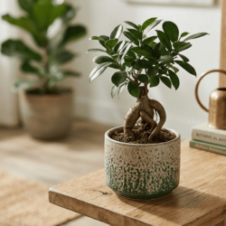 室内に置かれたガジュマルの観葉植物